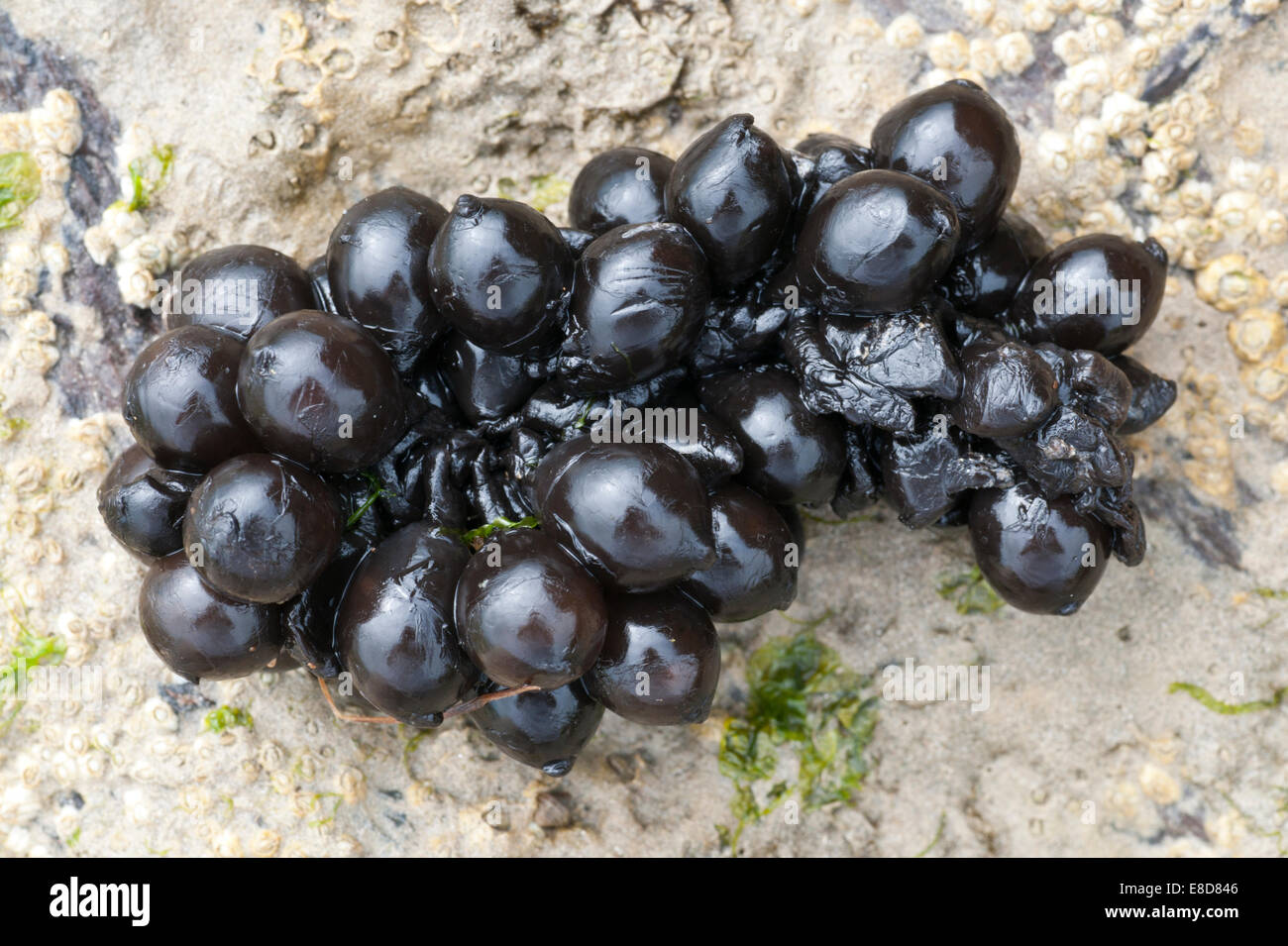 Eine Traube-wie Tintenfisch Ei Masse angespült in Eastbourne, East Sussex Stockfoto