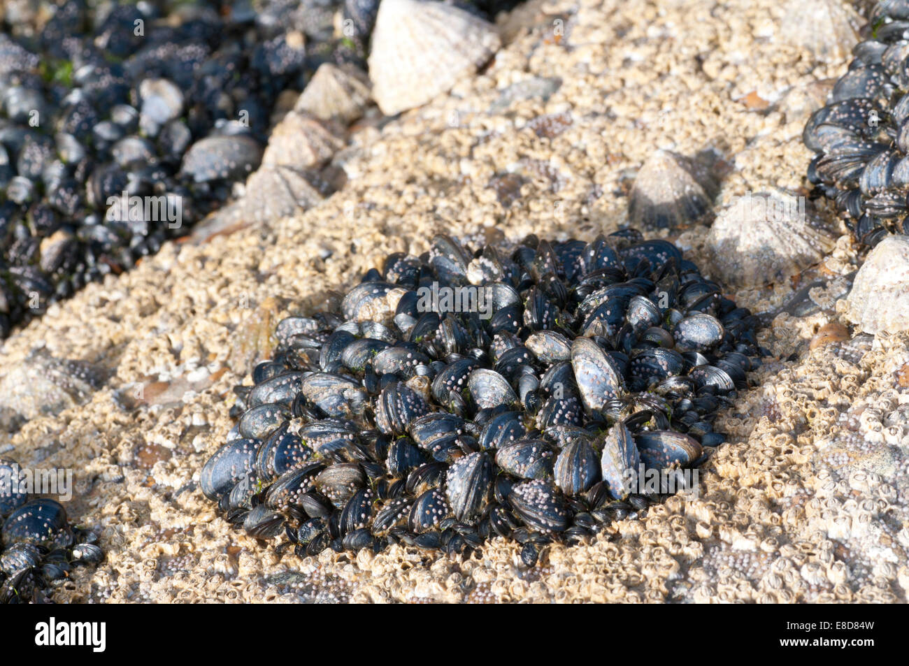 Cluster von gemeinsamen Muscheln am Ufer in Hastings, East Sussex, umgeben von Seepocken. Stockfoto