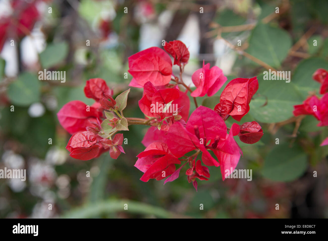 Rote Bougainvillea Teneriffa Kanarische Inseln Stockfoto