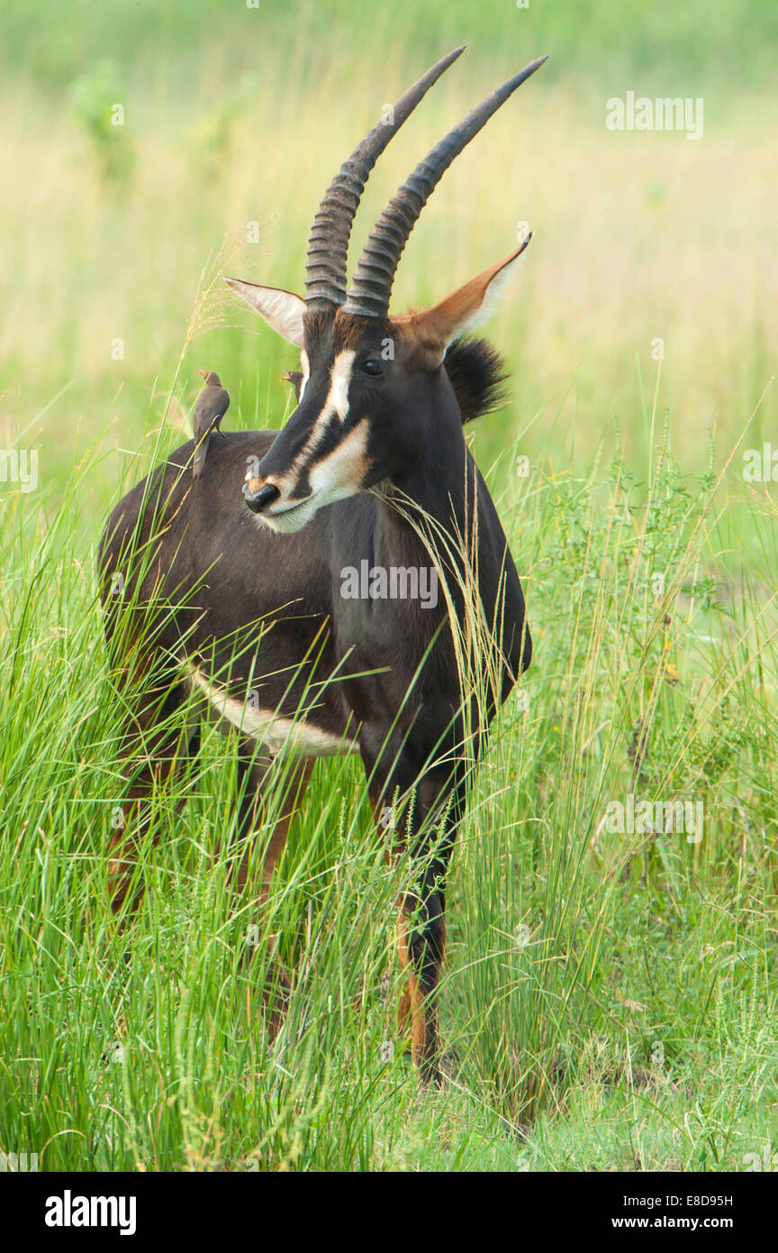 Rappenantilope (Hippotragus Niger) in hohe Gräser, Chobe Waterfront, Chobe Nationalpark, Botswana Stockfoto