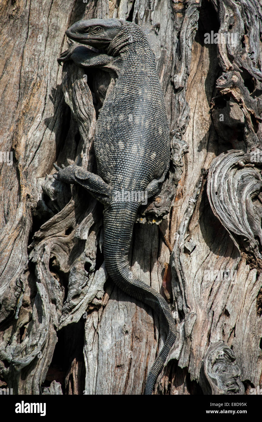 Felsenwaran (Varanus Albigularis) auf einem Baumstamm, Chobe Waterfront, Chobe Nationalpark, Botswana Stockfoto