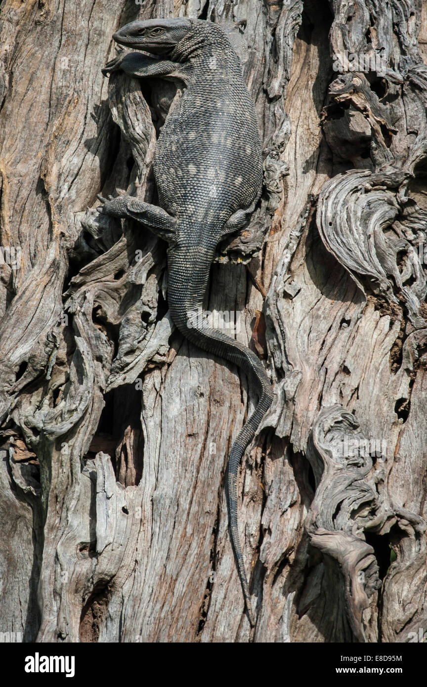 Felsenwaran (Varanus Albigularis) auf einem Baumstamm, Chobe Waterfront, Chobe Nationalpark, Botswana Stockfoto