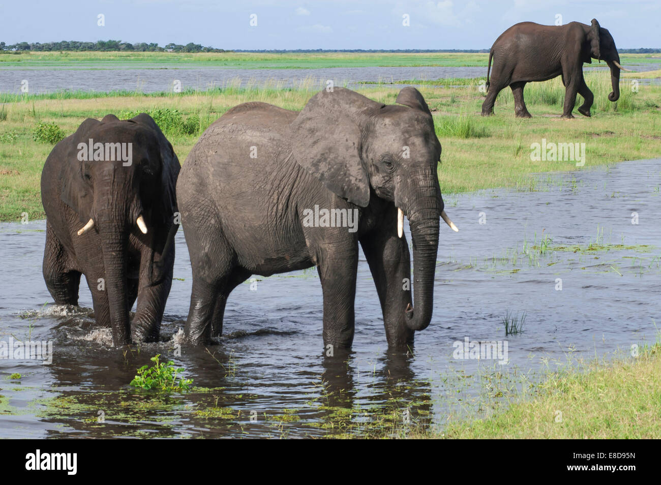 Afrikanische Elefanten (Loxodonta Africana) zu Fuß durch das Wasser, Chobe Waterfront, Chobe Nationalpark, Botswana Stockfoto