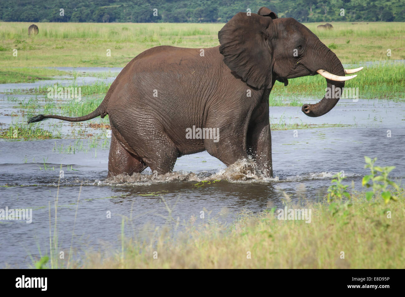 Afrikanischer Elefant (Loxodonta Africana) kreuzt einen Wasserlauf, Chobe Waterfront, Chobe Nationalpark, Botswana Stockfoto