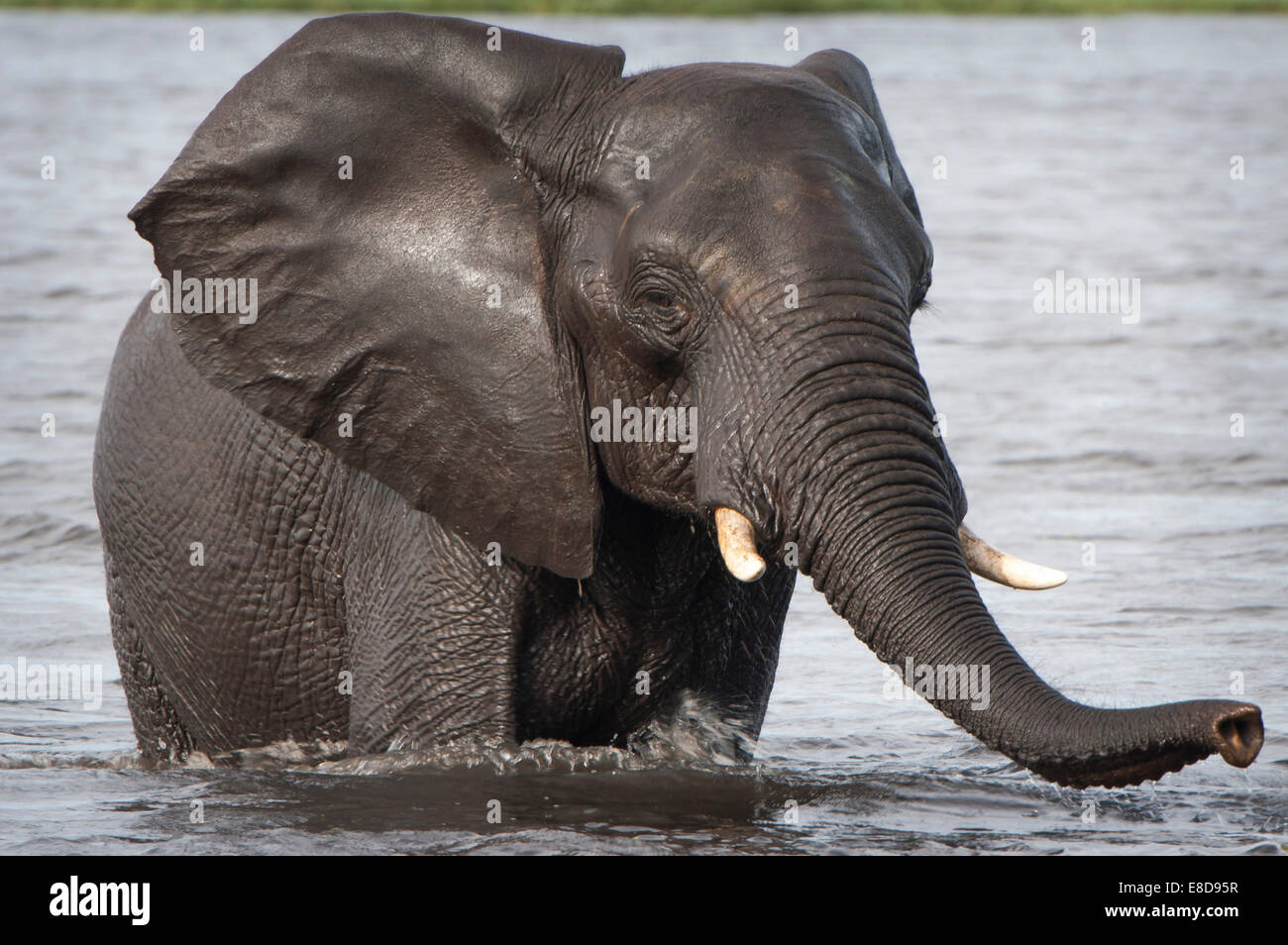 Afrikanischer Elefant (Loxodonta Africana) kreuzt einen Wasserlauf, Chobe Waterfront, Chobe Nationalpark, Botswana Stockfoto