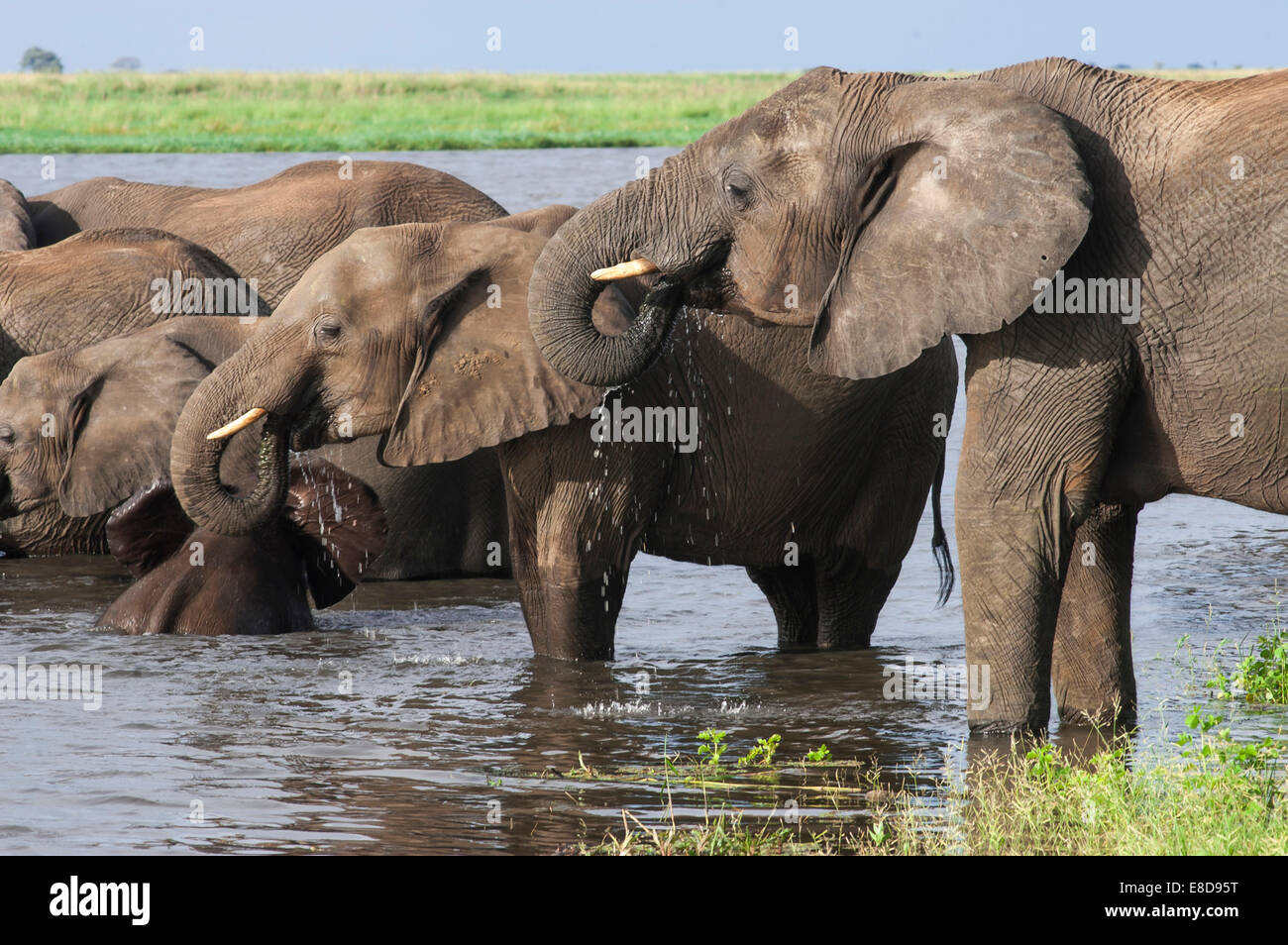 Afrikanische Elefanten (Loxodonta Africana), trinken Wasser, Chobe Waterfront, Chobe Nationalpark, Botswana Stockfoto