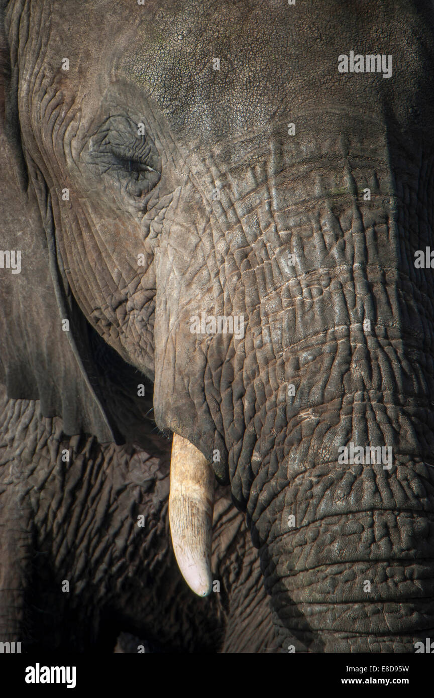 Afrikanischer Elefant (Loxodonta Africana), Porträt, Chobe Waterfront, Chobe Nationalpark, Botswana Stockfoto