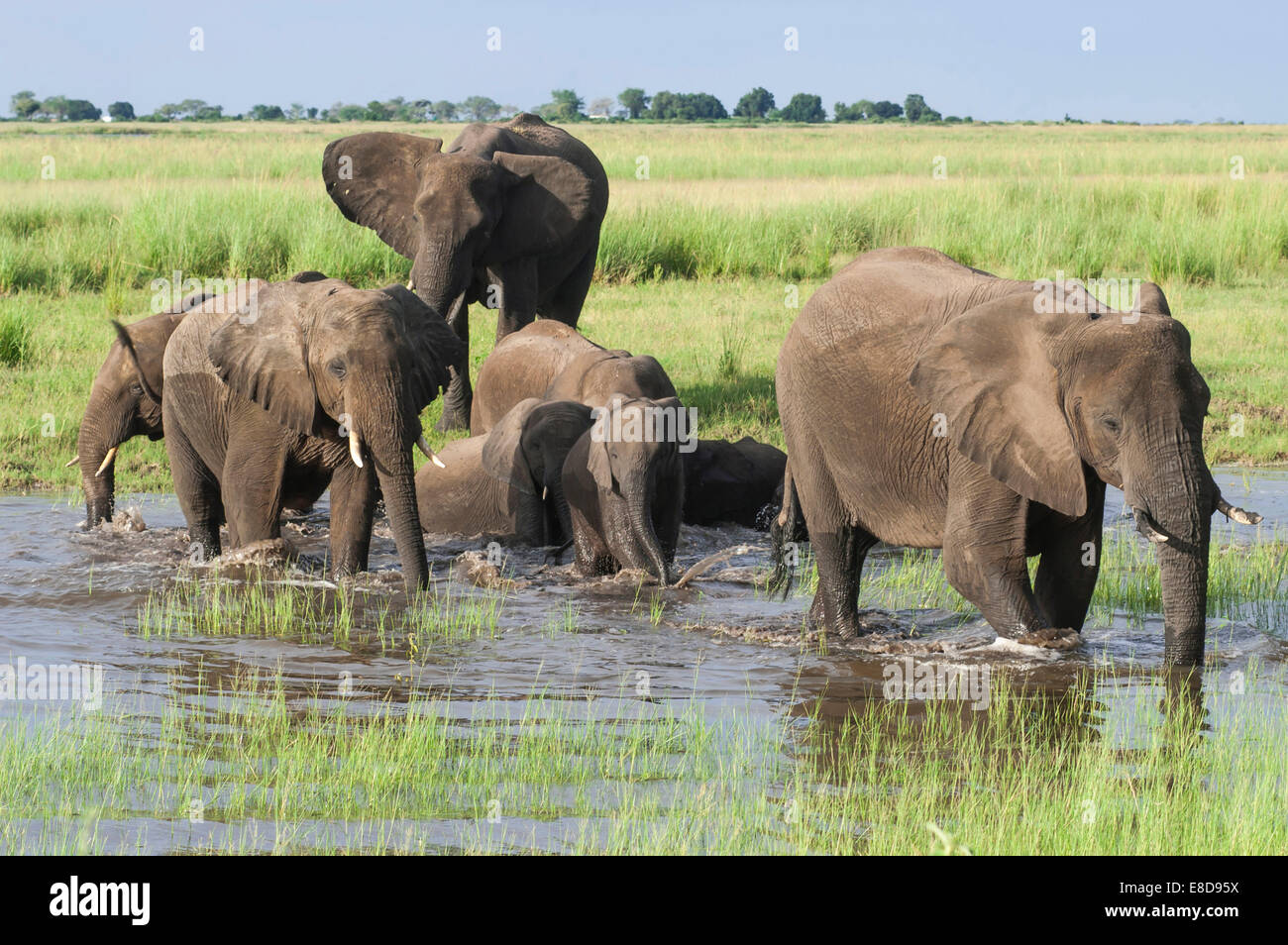 Afrikanische Elefanten (Loxodonta Africana), überqueren einen Wasserlauf, Chobe Waterfront, Chobe Nationalpark, Botswana Stockfoto