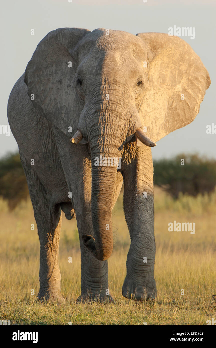 Afrikanischer Elefant (Loxodonta Africana), Chobe Waterfront, Chobe Nationalpark, Botswana Stockfoto