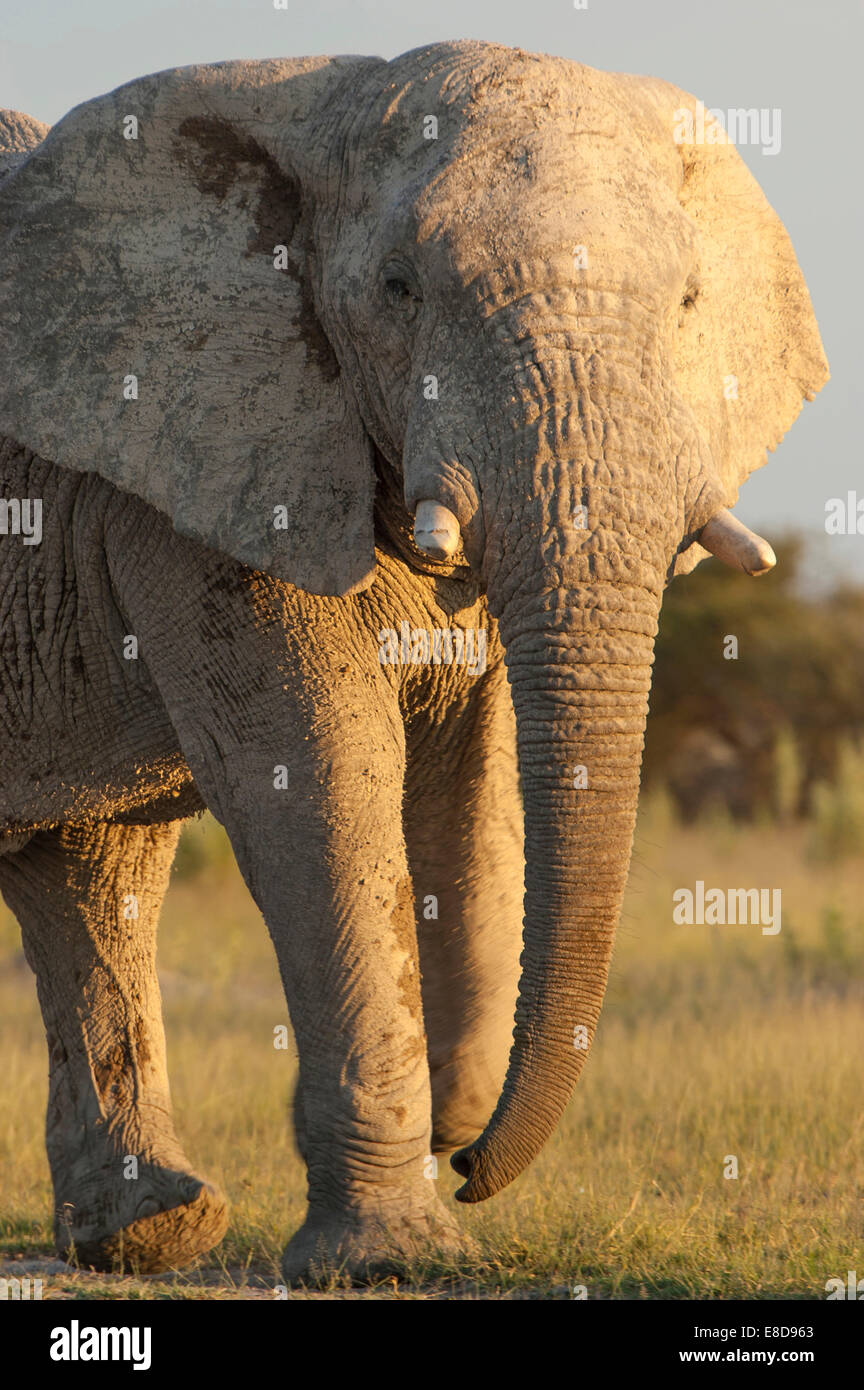 Afrikanischer Elefant (Loxodonta Africana), Chobe Waterfront, Chobe Nationalpark, Botswana Stockfoto