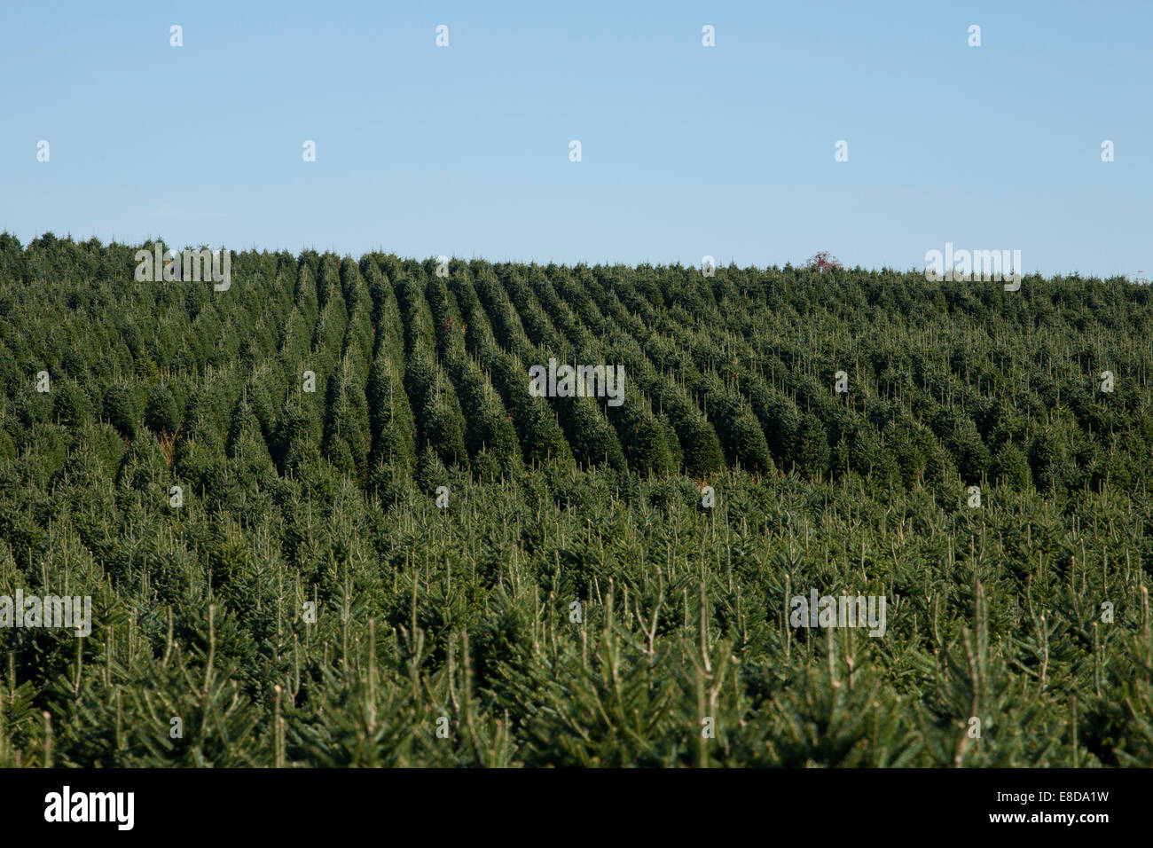 Christmas Tree Farm, Eastern Townships, Hatley, Quebec, Kanada Stockfoto