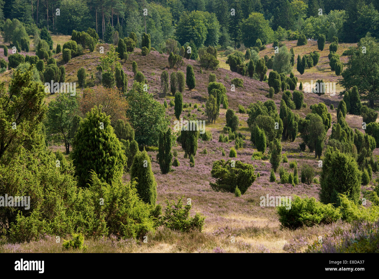 Heidekraut (Calluna Vulgaris), Blüte und Gemeine Wacholder (Juniperus Communis), Totengrund Tal, Wilsede Stockfoto