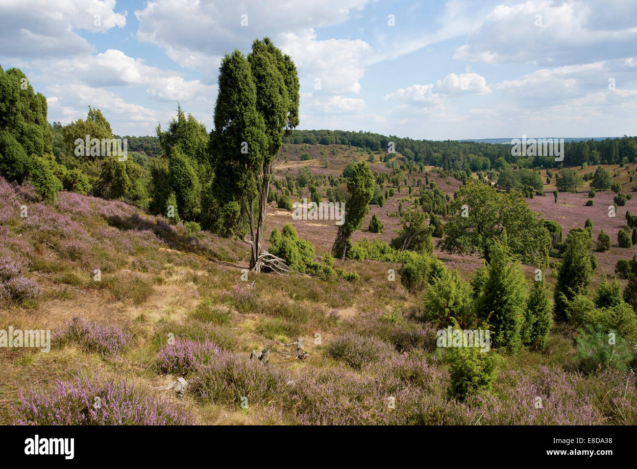 Heidekraut (Calluna Vulgaris), Blüte und Gemeine Wacholder (Juniperus Communis), Totengrund Tal, Wilsede Stockfoto