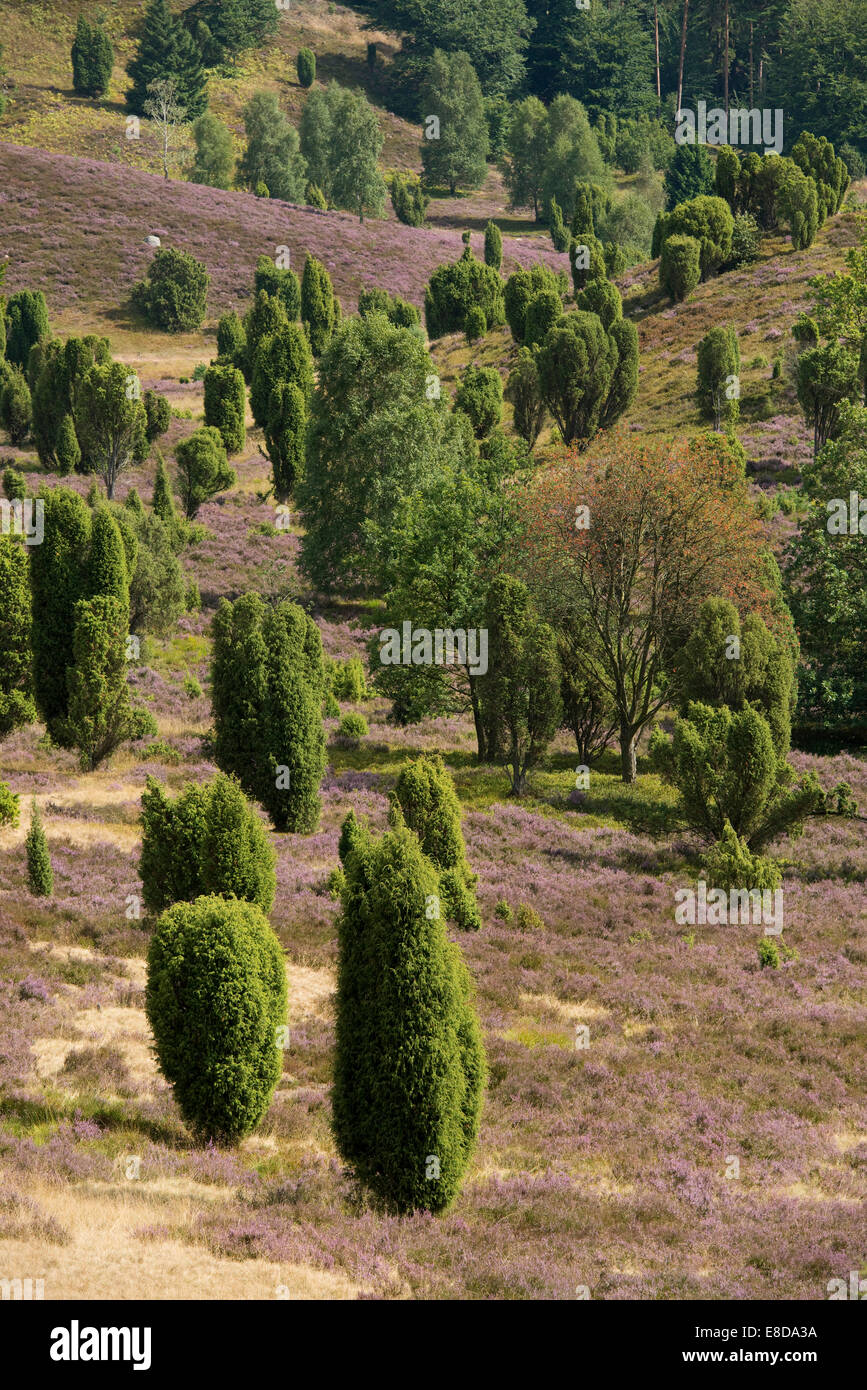 Heidekraut (Calluna Vulgaris), Blüte und Gemeine Wacholder (Juniperus Communis), Totengrund Tal, Wilsede Stockfoto