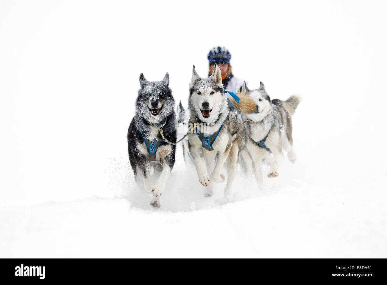 Alpine Trail Sled Dog Race 2013, Huskies, Plätzwiese Almwiese, Naturpark Fanes-Sennes-Prags, Prags, Dolomiten Stockfoto