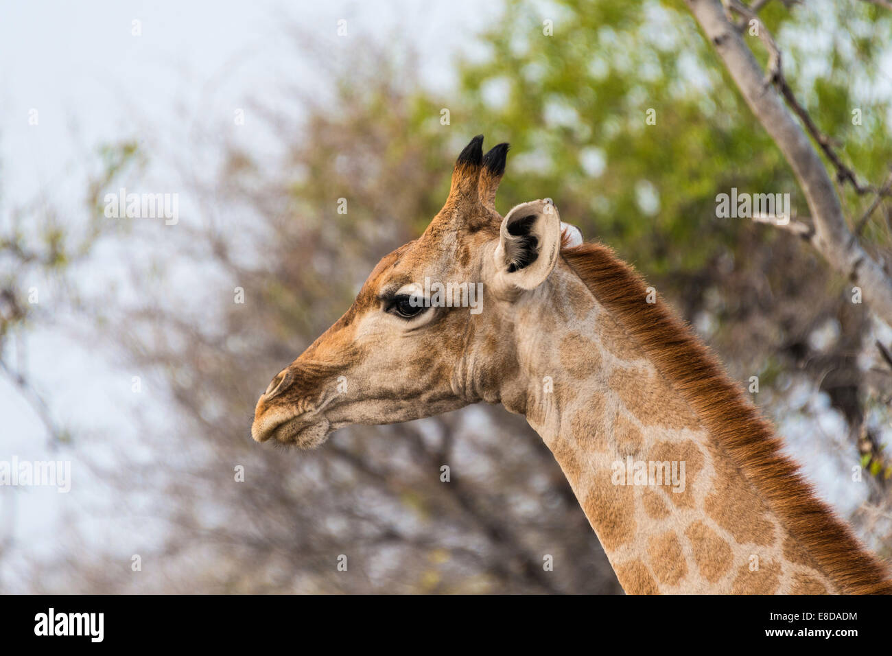 Giraffe (Giraffa Camelopardis), Porträt, Etosha Nationalpark, Namibia Stockfoto