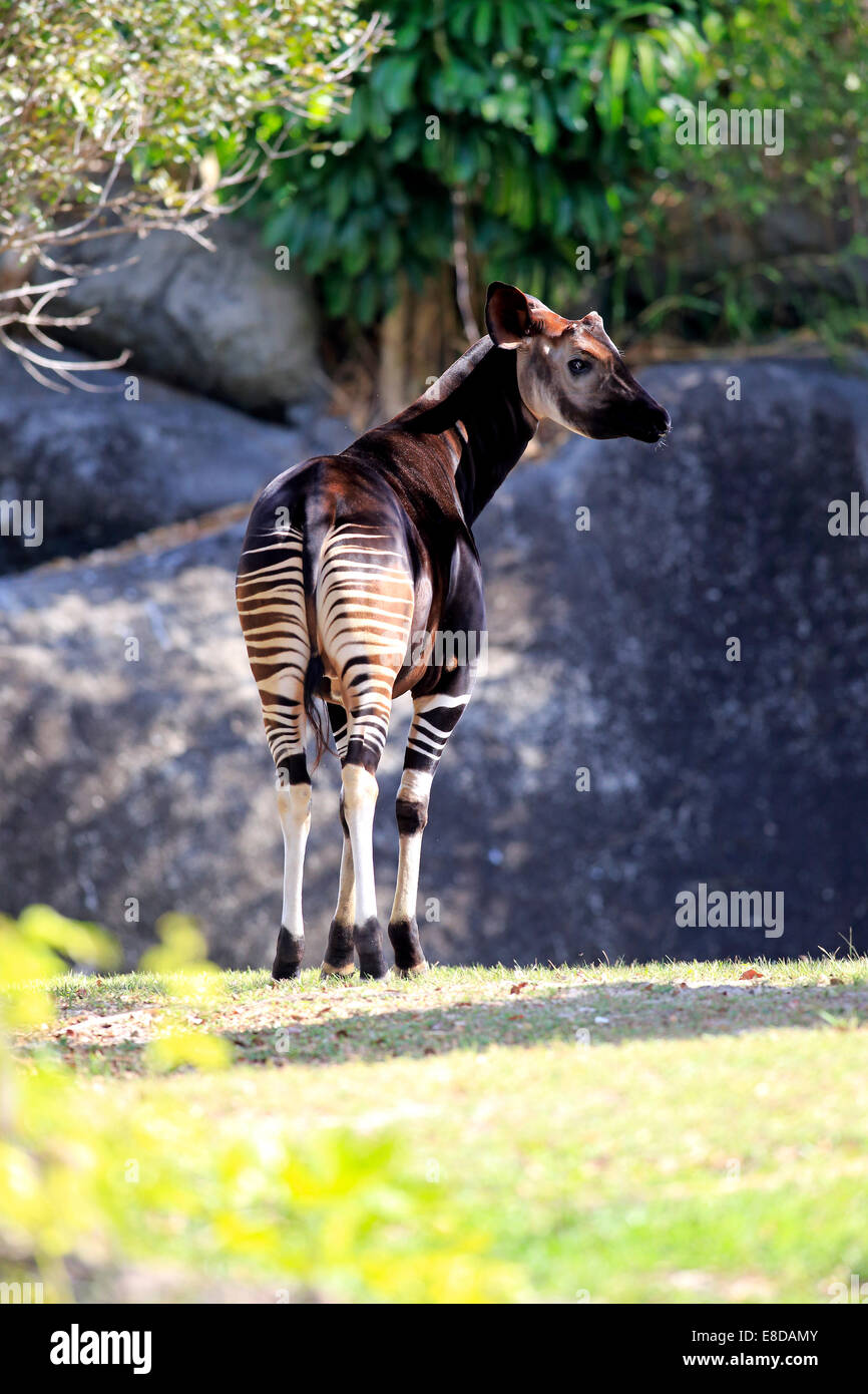 Okapi (Okapia Johnstoni), Erwachsener, in Gefangenschaft, Miami, Florida, USA Stockfoto