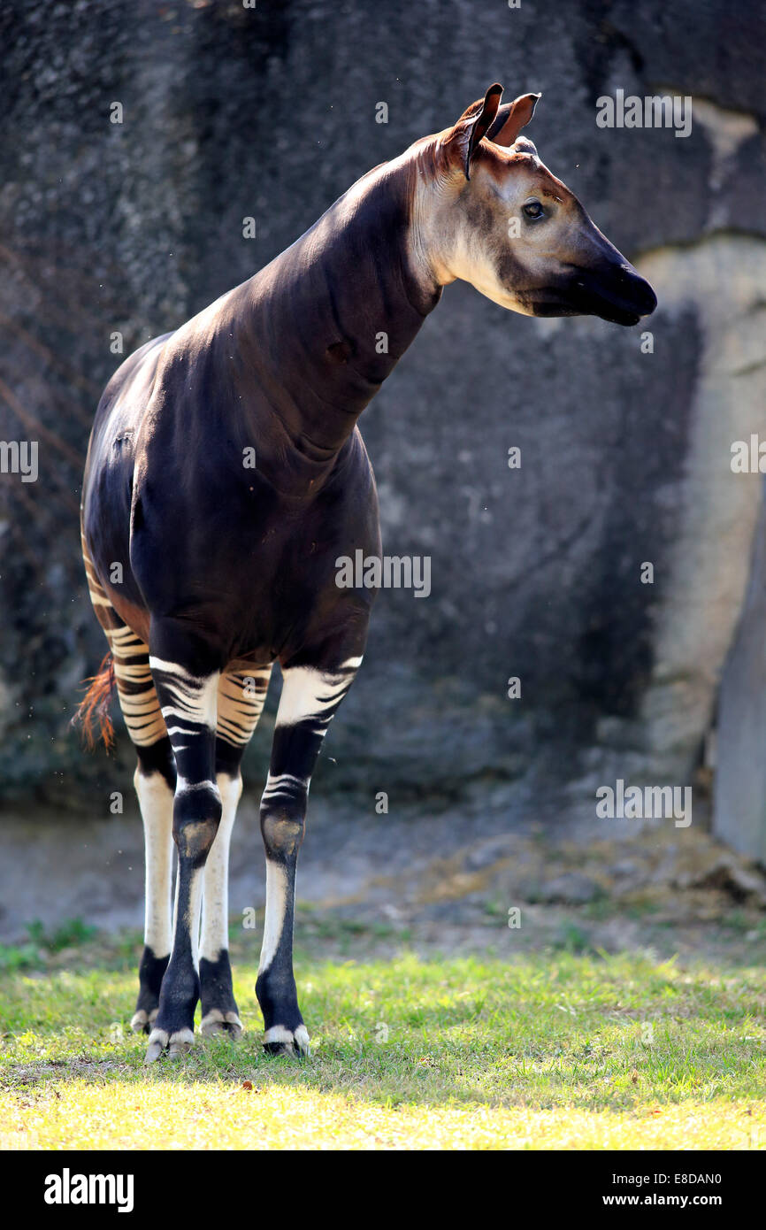 Okapi (Okapia Johnstoni), Erwachsener, in Gefangenschaft, Miami, Florida, USA Stockfoto