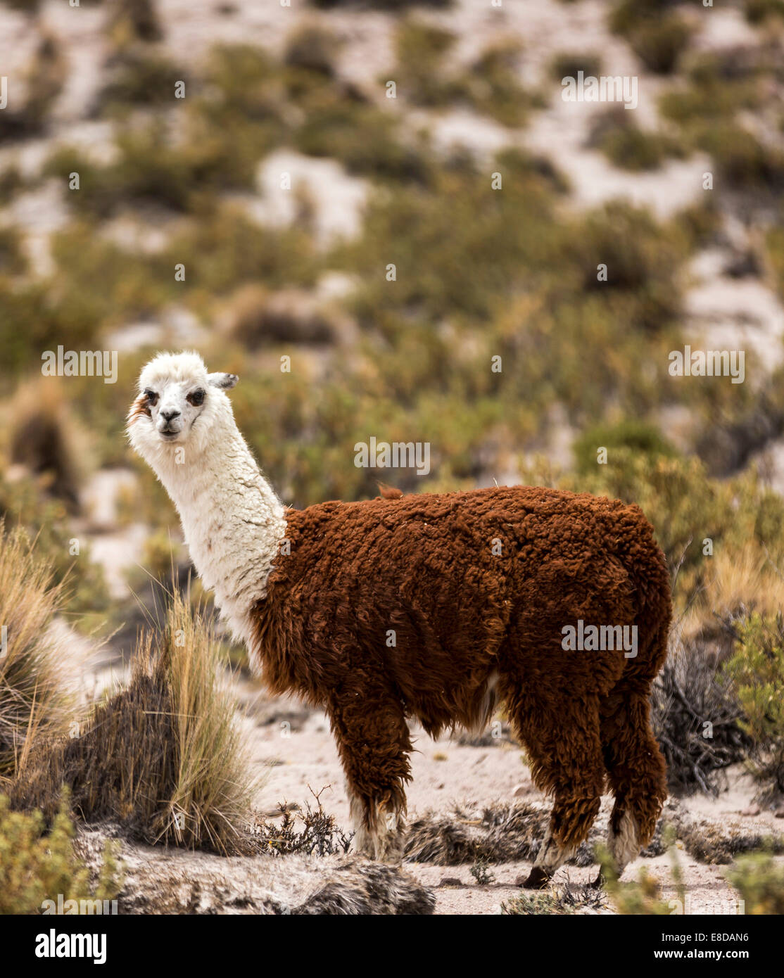 Alpaka (Vicugna Pacos), Atacama-Wüste, Altiplano Hochland, Bolivien Stockfoto