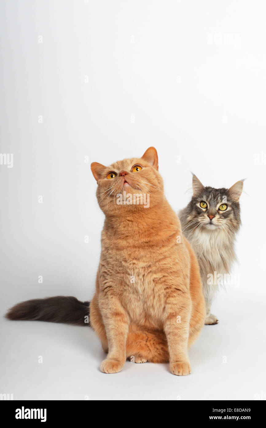 Zwei Katzen Ein Britisch Kurzhaar Kater Mit Einer Maine