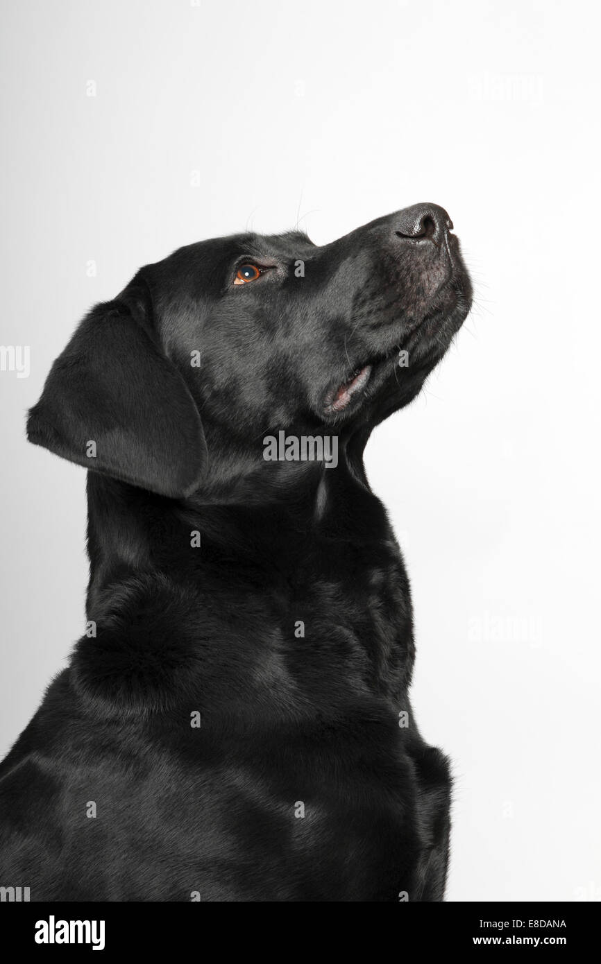 Schwarze Labrador Retriever Hund, Männlich, Porträt Stockfoto