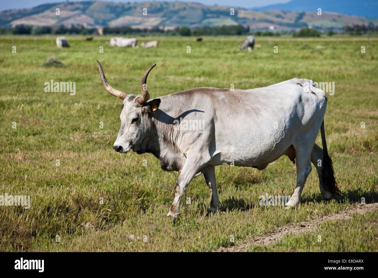 Maremma Rinder, natürlichen Park der Maremma in Alberese, Grosseto, Toskana Provinz, Italien Stockfoto