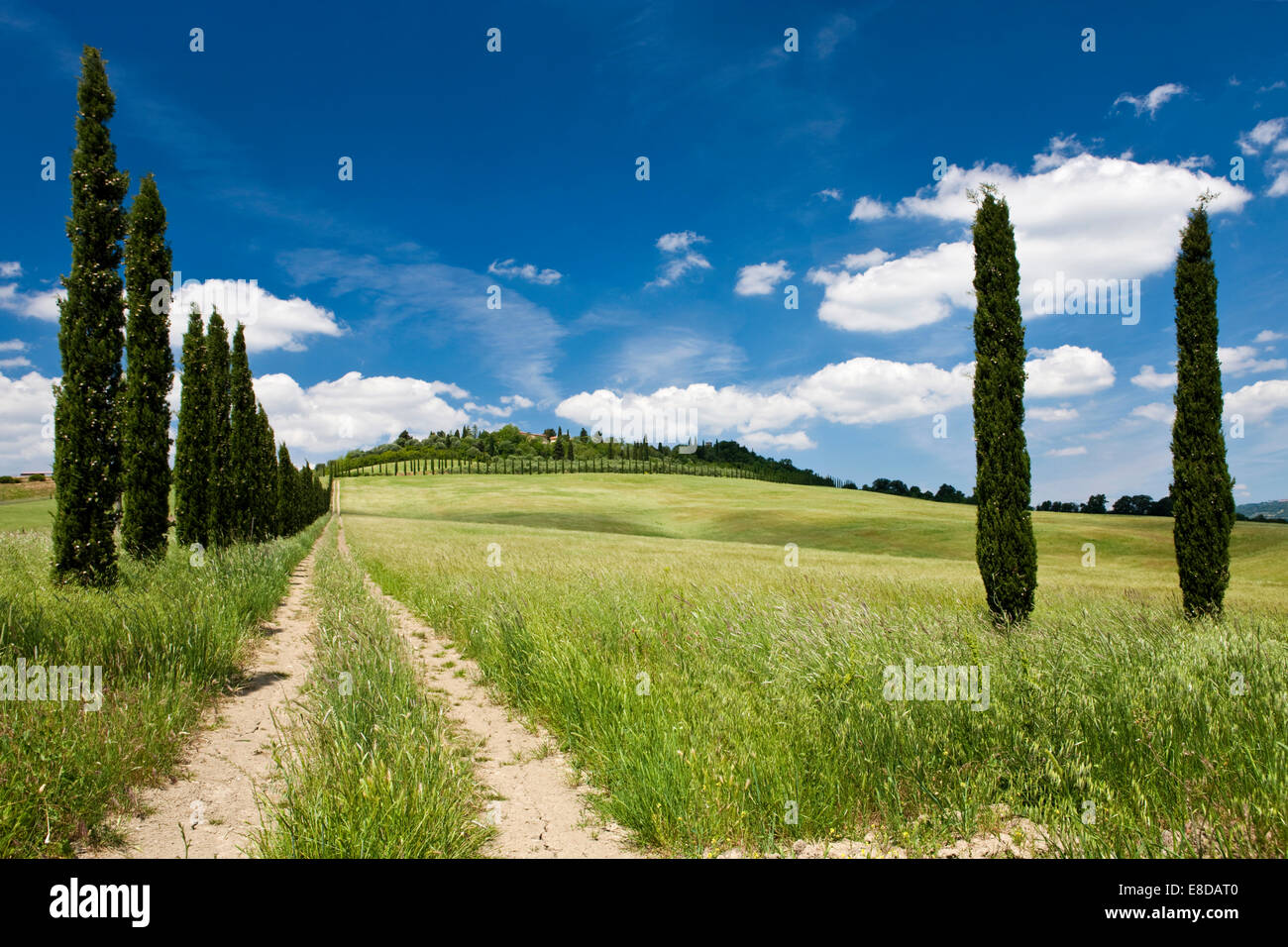 Bauernhof mit Zypressen, Provinz Siena, Toskana, Italien Stockfoto