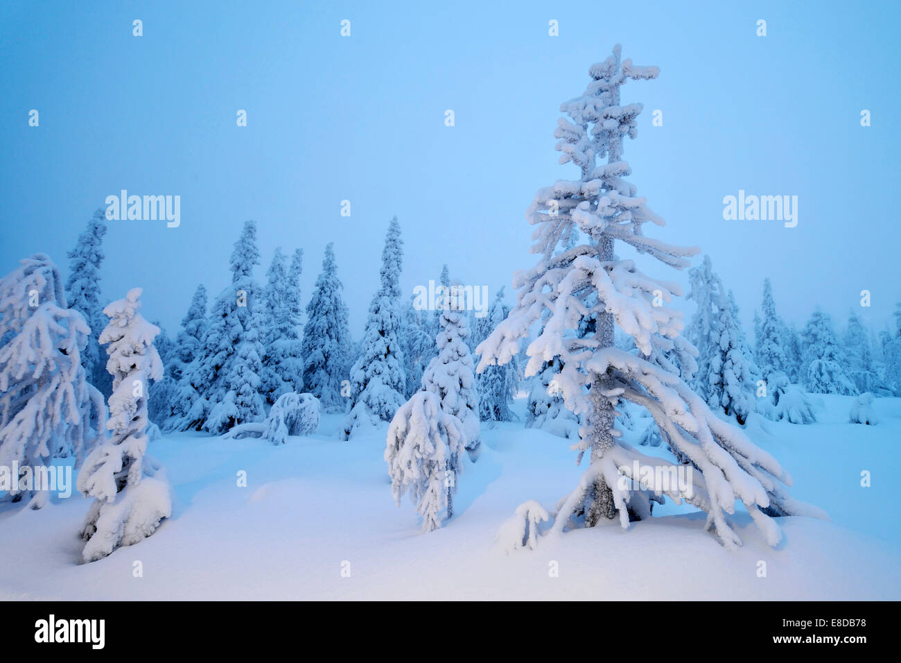 Bäume in einer tief verschneiten Winterlandschaft, Iso Syöte, Lappland, Finnland Stockfoto