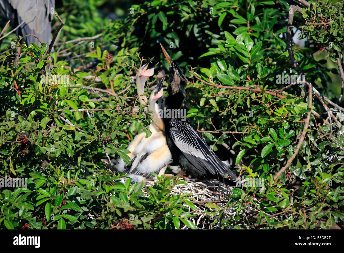 Amerikanische Darter oder Snakebird (Anhinga Anhinga), Erwachsene mit jungen betteln in einem Nest, Wakodahatchee Feuchtgebiete gefüttert werden Stockfoto