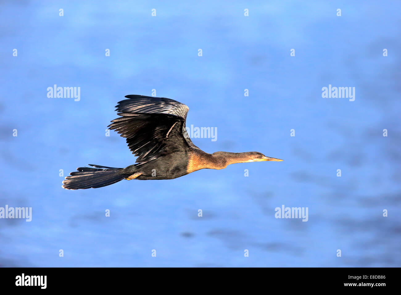 Amerikanische Darter (Anhinga Anhinga), fliegen, Kormoran, Zucht Gefieder, Wakodahatchee Feuchtgebiete, Delray Beach, Florida Stockfoto