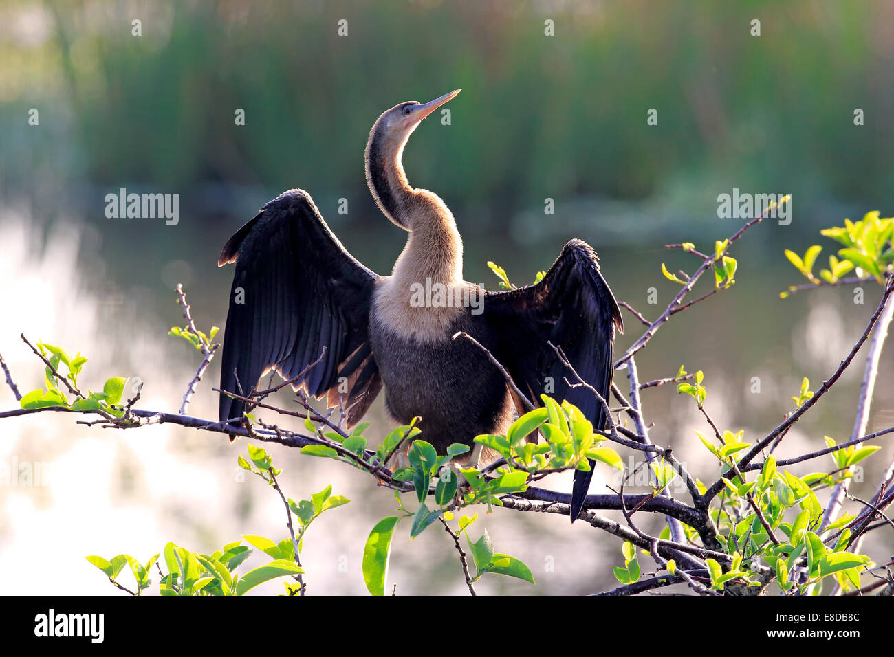 Amerikanische Darter oder Snakebird (Anhinga Anhinga), thront das Weibchen in einem Baum trocknen seine Federn Wakodahatchee Feuchtgebiete Stockfoto