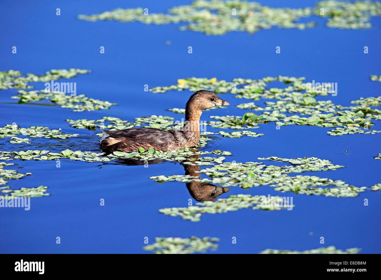 Grebe, (Podilymbus Podiceps), Viera Feuchtgebiete, Brevard County, Florida, USA Stockfoto