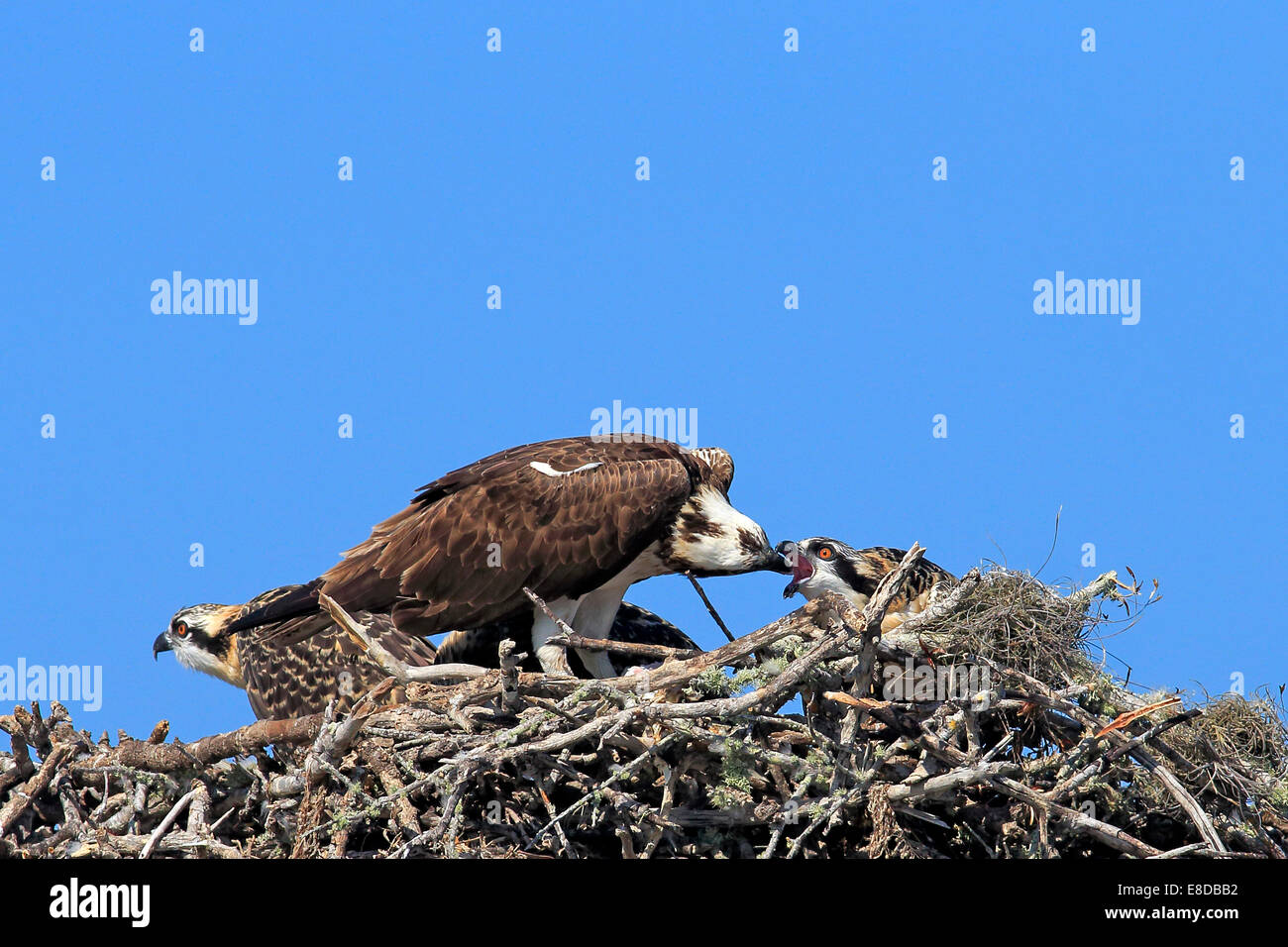 Fischadler (Pandion Haliaetus Carolinensis), Erwachsene, Fütterung der Jungvögel in den Adlerhorst, Sanibel Island, Florida, USA Stockfoto