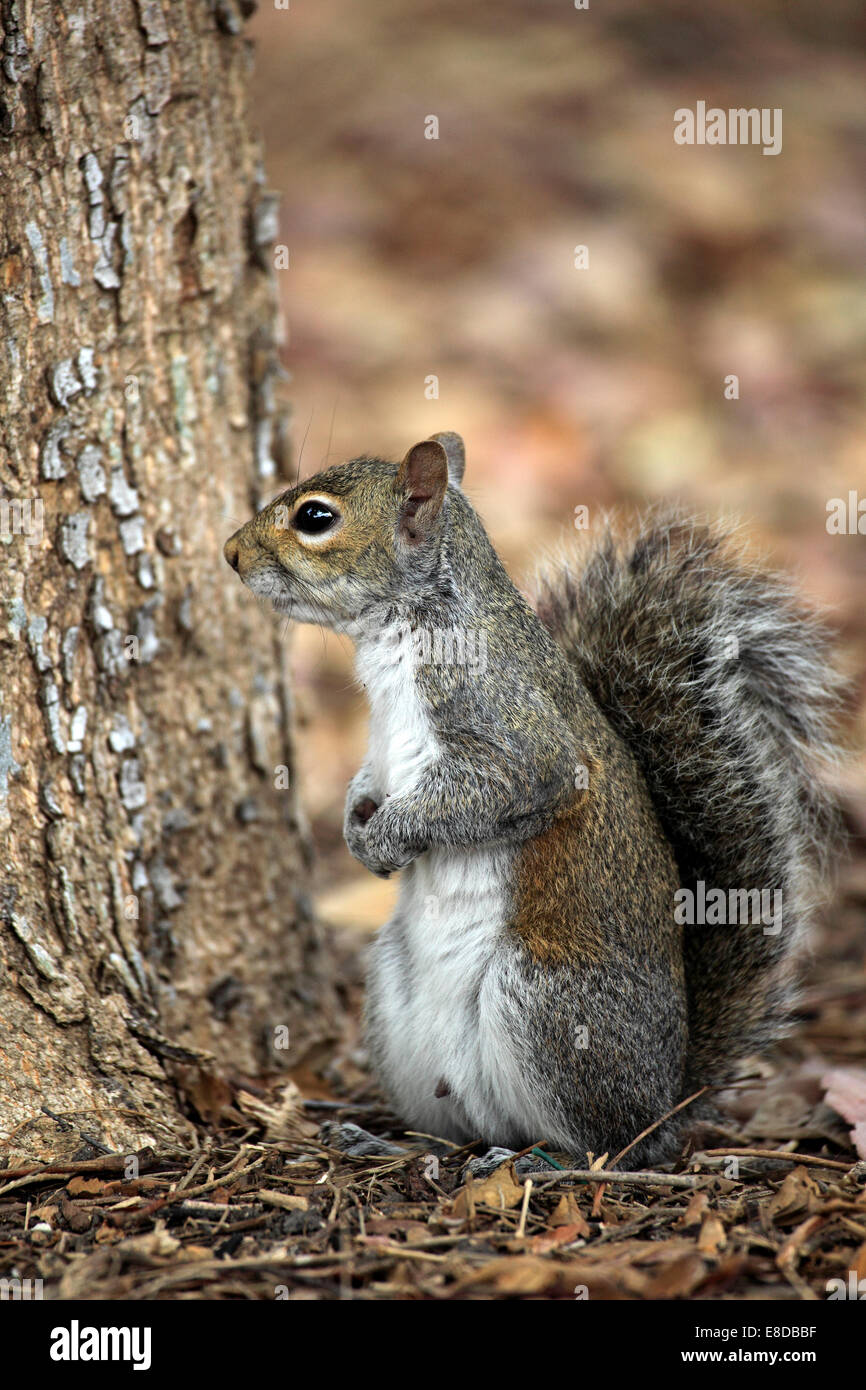 Östliche graue Eichhörnchen (Sciurus Carolinensis), Erwachsene, Florida, USA Stockfoto