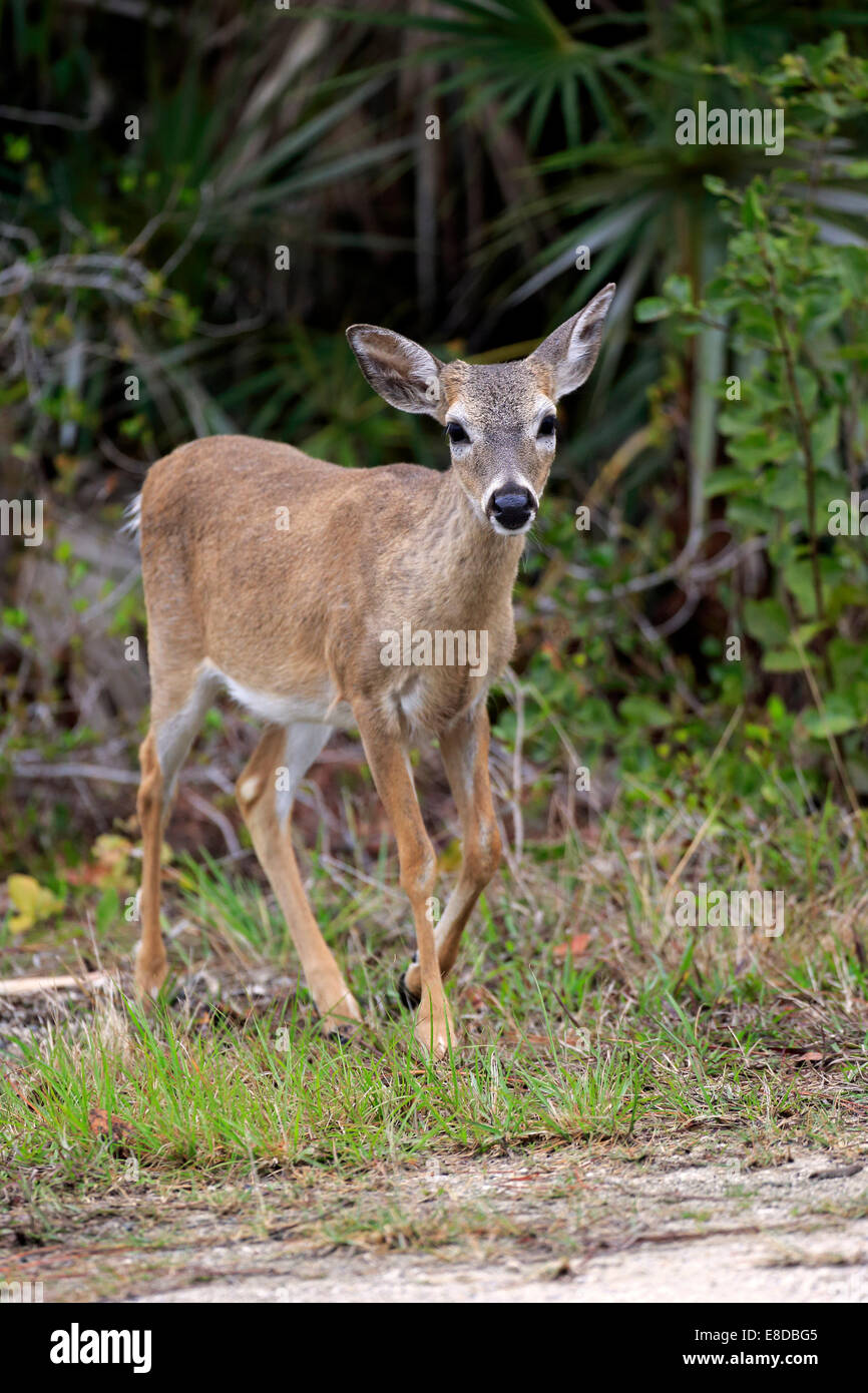 Schlüssel-weiß-angebundene Rotwild (Odocoileus Virginianus Clavium), Erwachsener, Frau, National Key Deer Refuge, Florida, USA Stockfoto