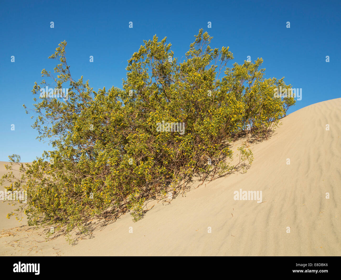 Honig Mesquite (Prosopis Glandulosa Torreyana) blühen im Frühling auf einer Düne, Mesquite flache Sanddünen, Death Valley Stockfoto