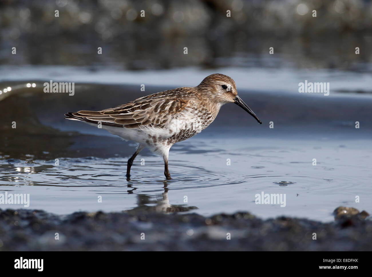 Alpenstrandläufer, Calidris Alpina, einziger Vogel im Wasser, North Wales, September 2014 Stockfoto