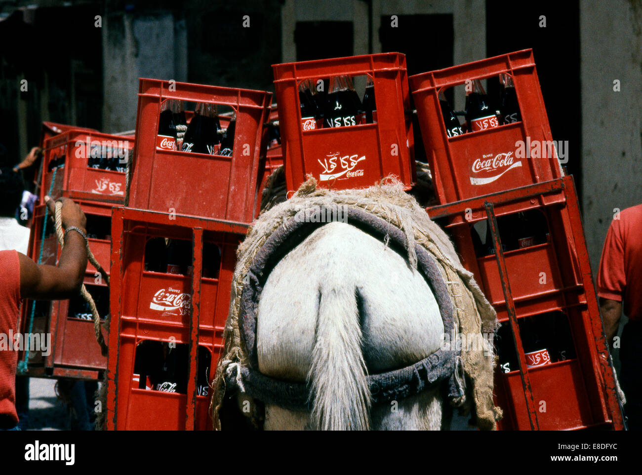 Marokko-Mule Stockfoto