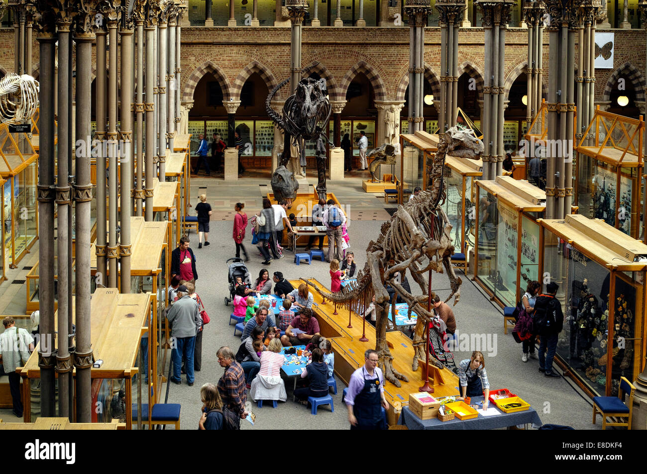 Oxford University Museum of Natural History Stockfoto