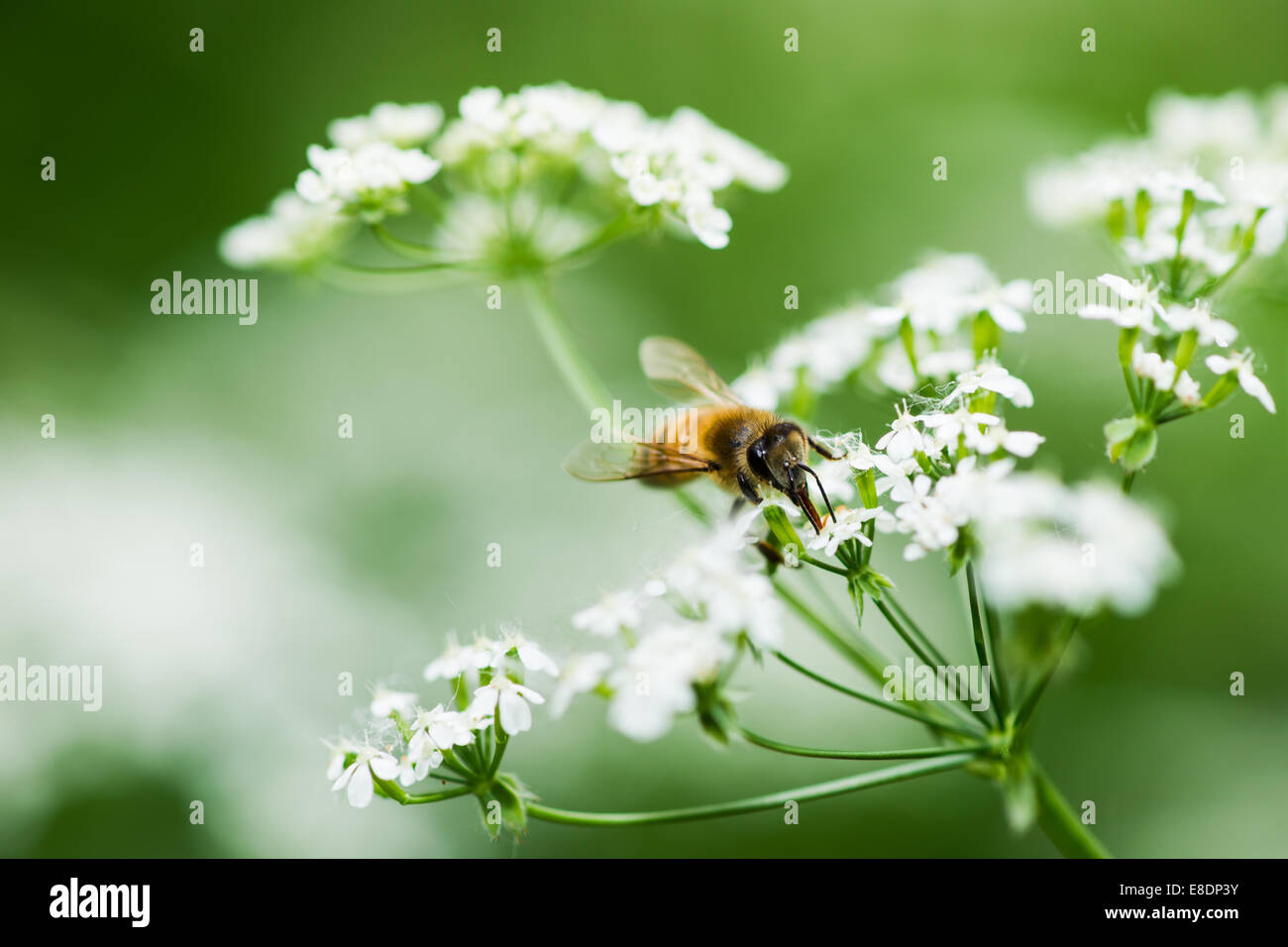 Honig-Jahreszeit. Eine Detailansicht des eine Honigbiene sammeln die Honigtau aus einem winzigen Wildblumen. Makro-Fotografie Stockfoto