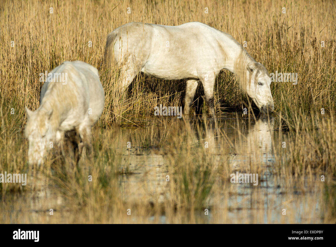 Weißen Camargue-Pferd, Equus Ferus Caballus, Frankreich Stockfoto