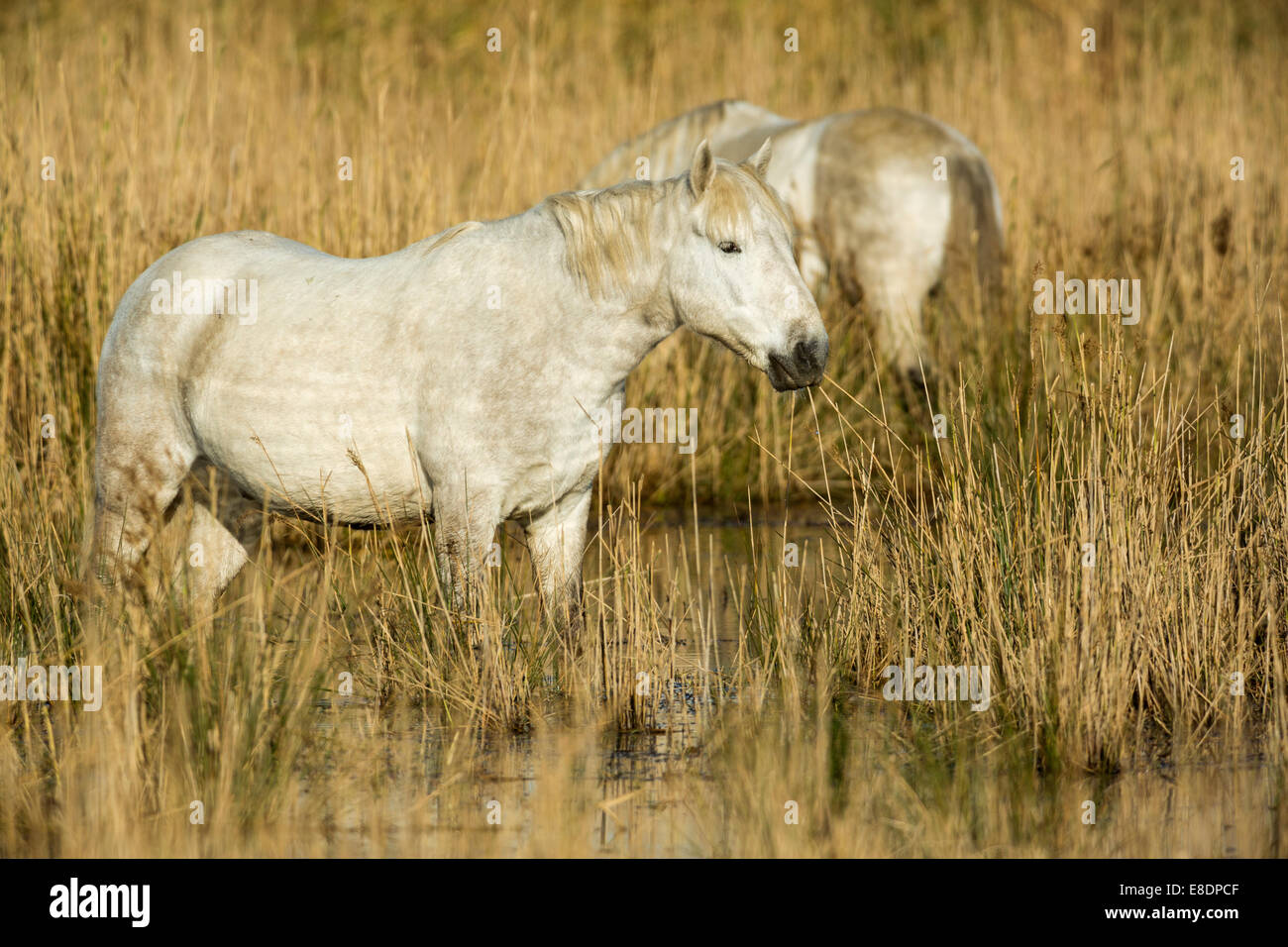 Weißen Camargue-Pferd, Equus Ferus Caballus, Frankreich Stockfoto