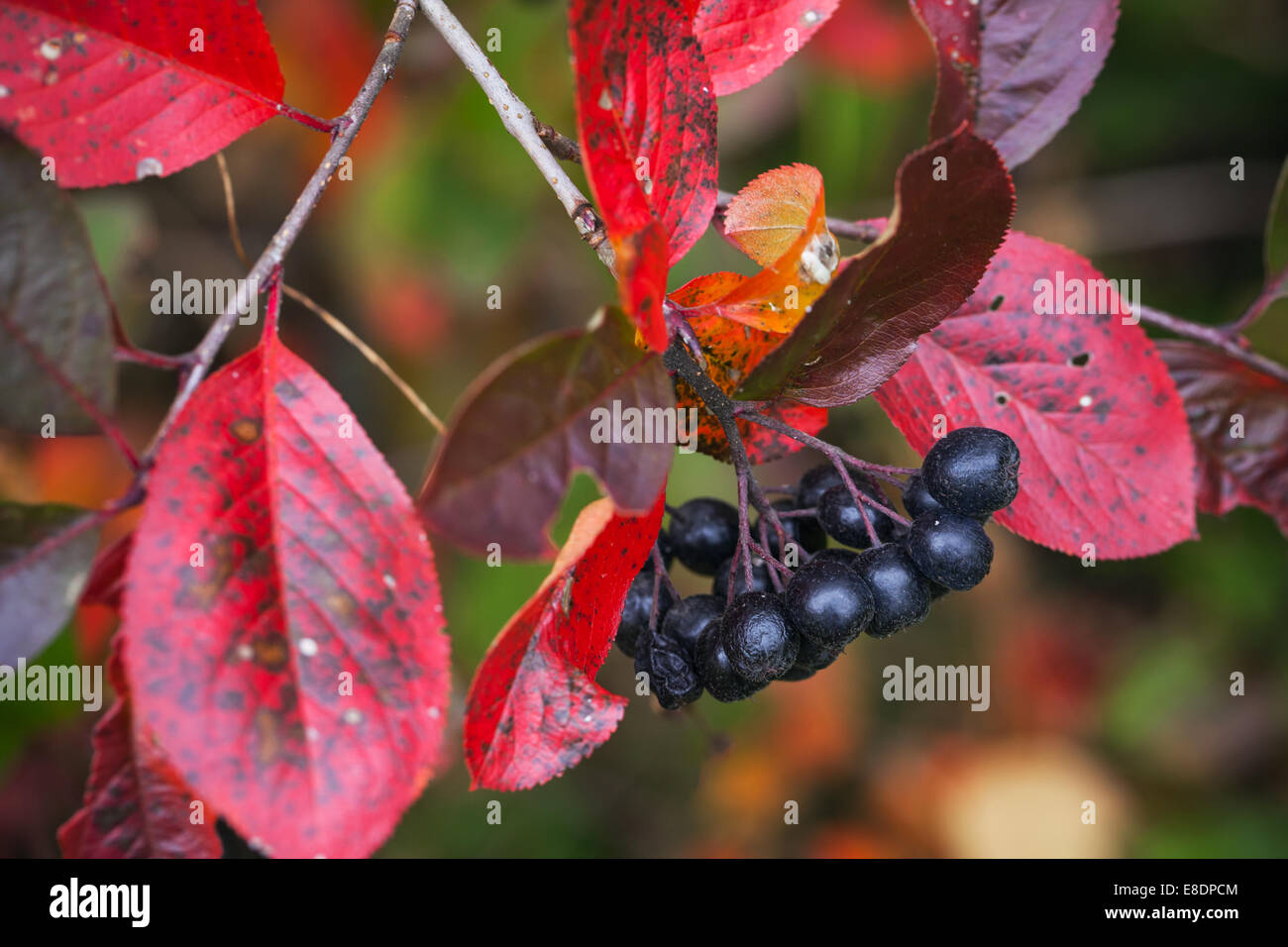 Zweig der schwarzen Apfelbeere mit schwarzen Beeren und rote herbstliche Blätter Stockfoto