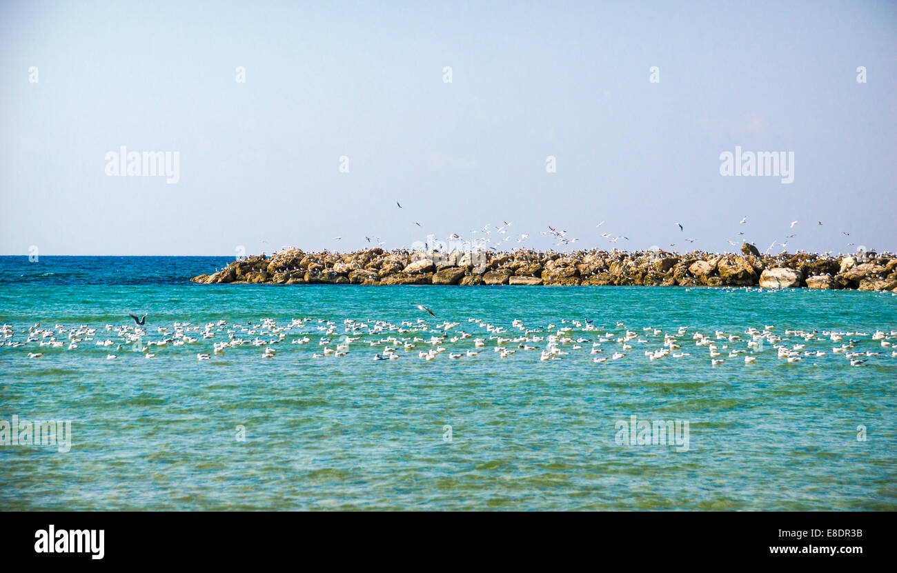 Eine Herde von Möwen, die Ruhe auf dem Meer. Fotografiert in tel Aviv, Israel Stockfoto