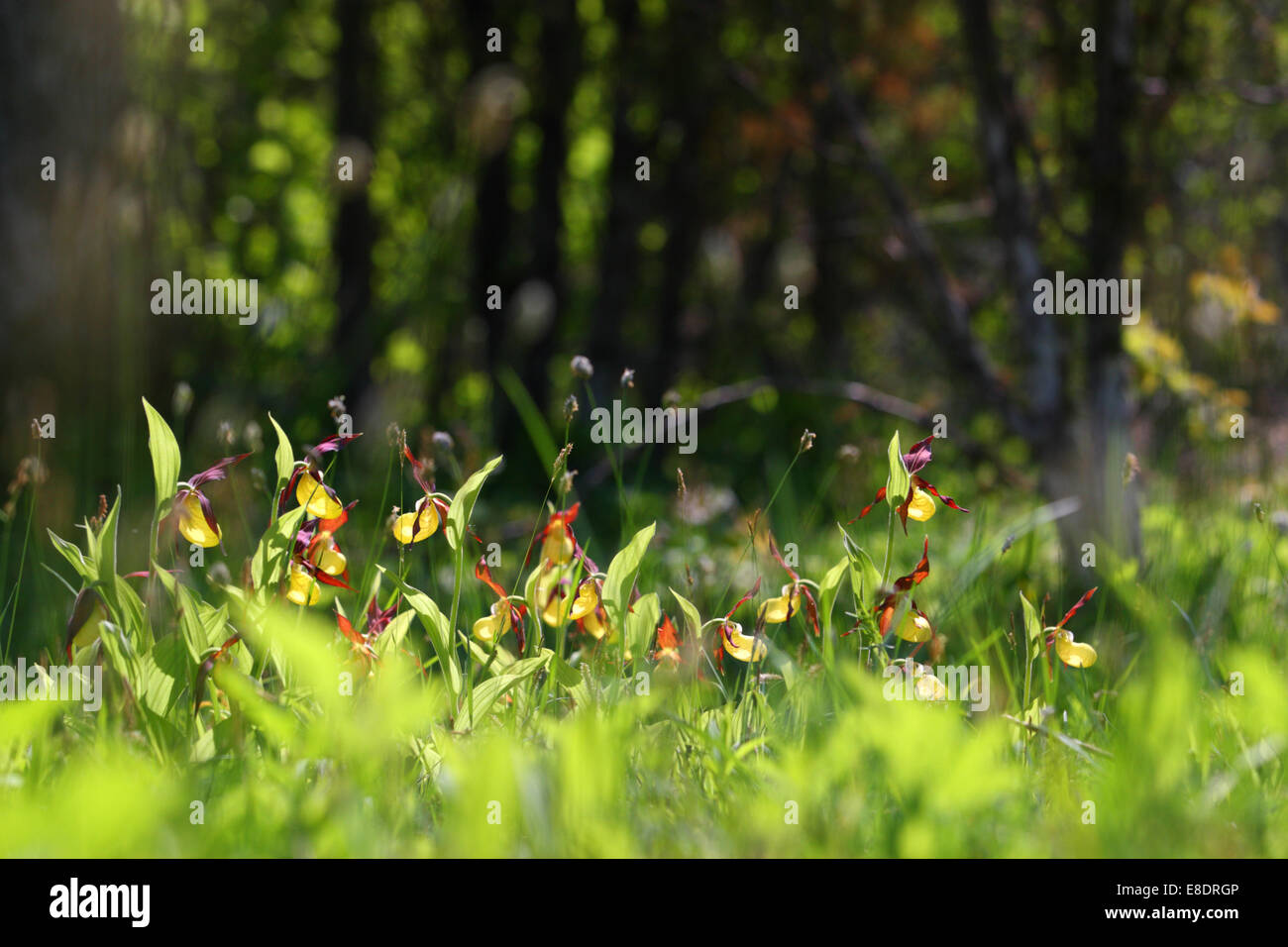 Damen Slipper Orchid (Cypripedium Calceolus), Europa Stockfoto