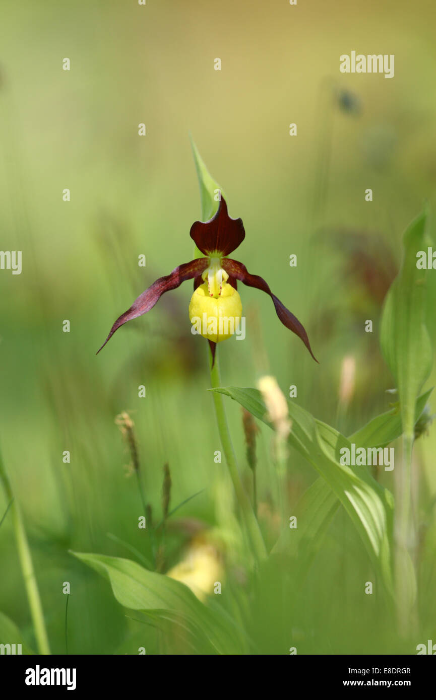 Damen Slipper Orchid (Cypripedium Calceolus), Europa Stockfoto