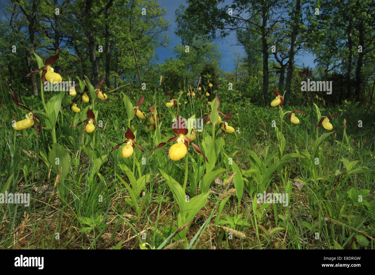 Damen Slipper Orchid (Cypripedium Calceolus), Europa Stockfoto