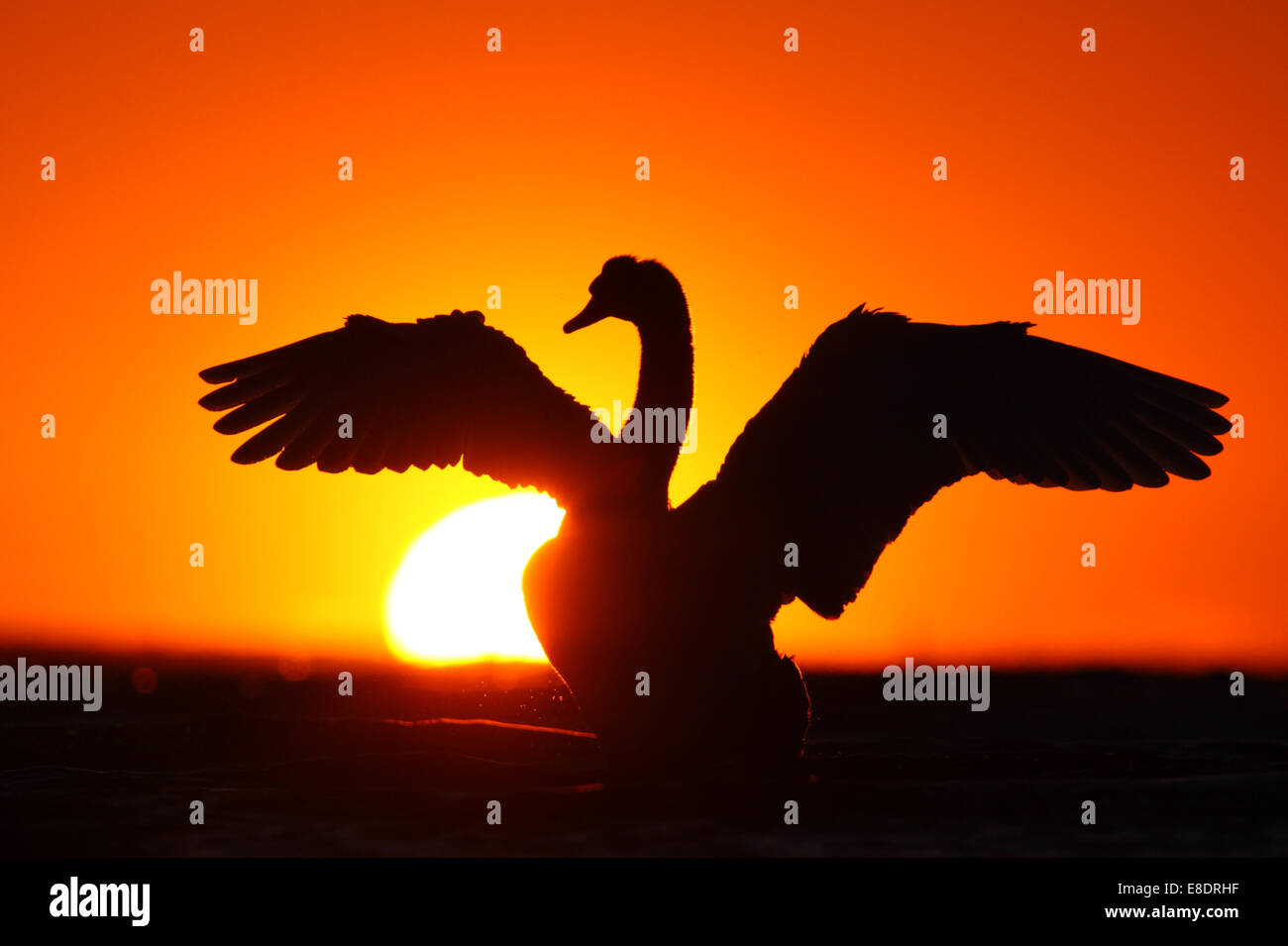 Silhouette der Höckerschwan (Cygnus Olor) schütteln seine Flügel bei Sonnenuntergang. Europa Stockfoto