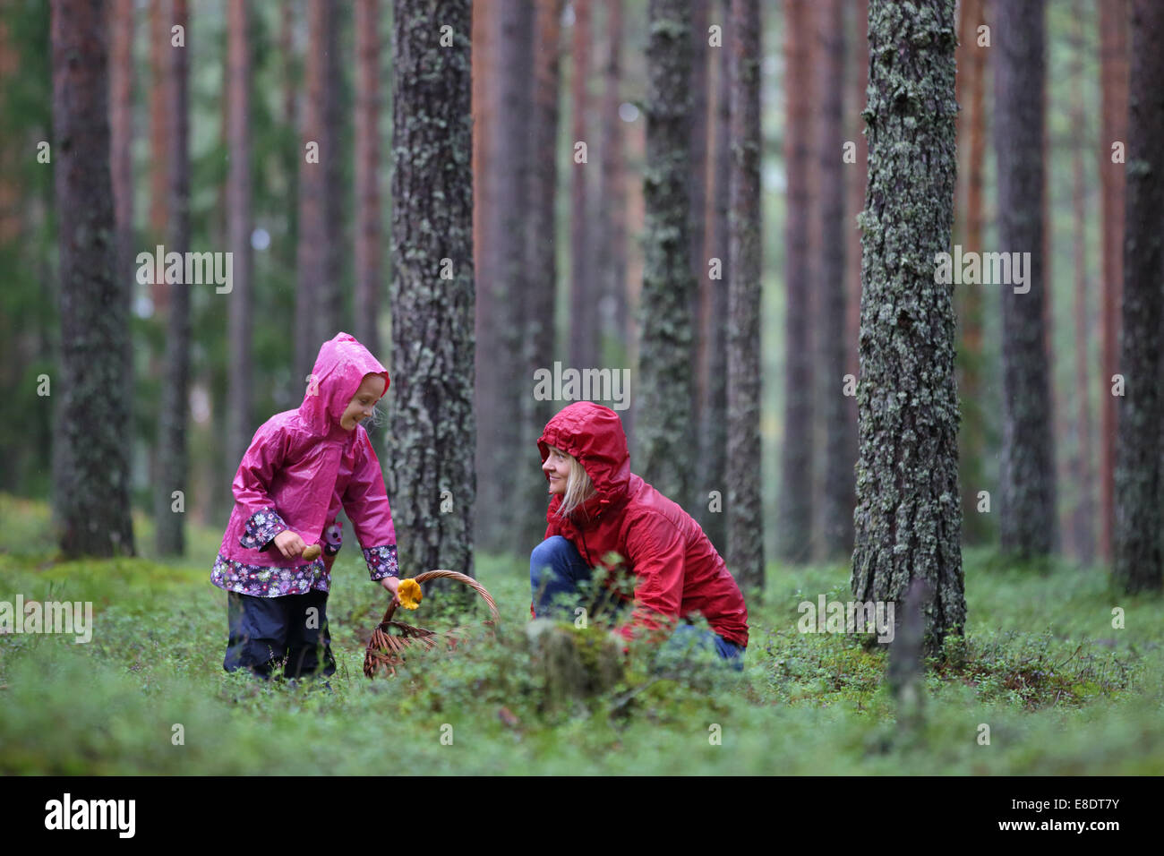 Mutter und Kind sind Pilze im Pinienwald Kommissionierung. Estland, Europa Stockfoto