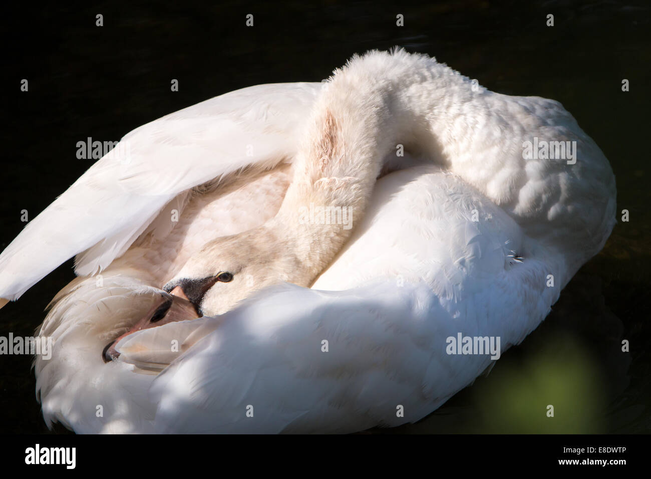 Gefiederpflege Schwan Stockfoto Gefiederpflege Schwan Stockfoto